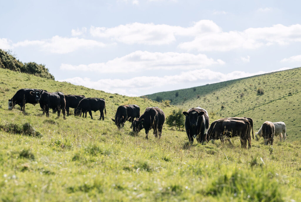 Cows grazing in a field in Wiltshire