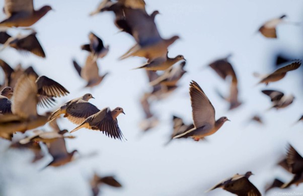 High volume dove shooting argentina