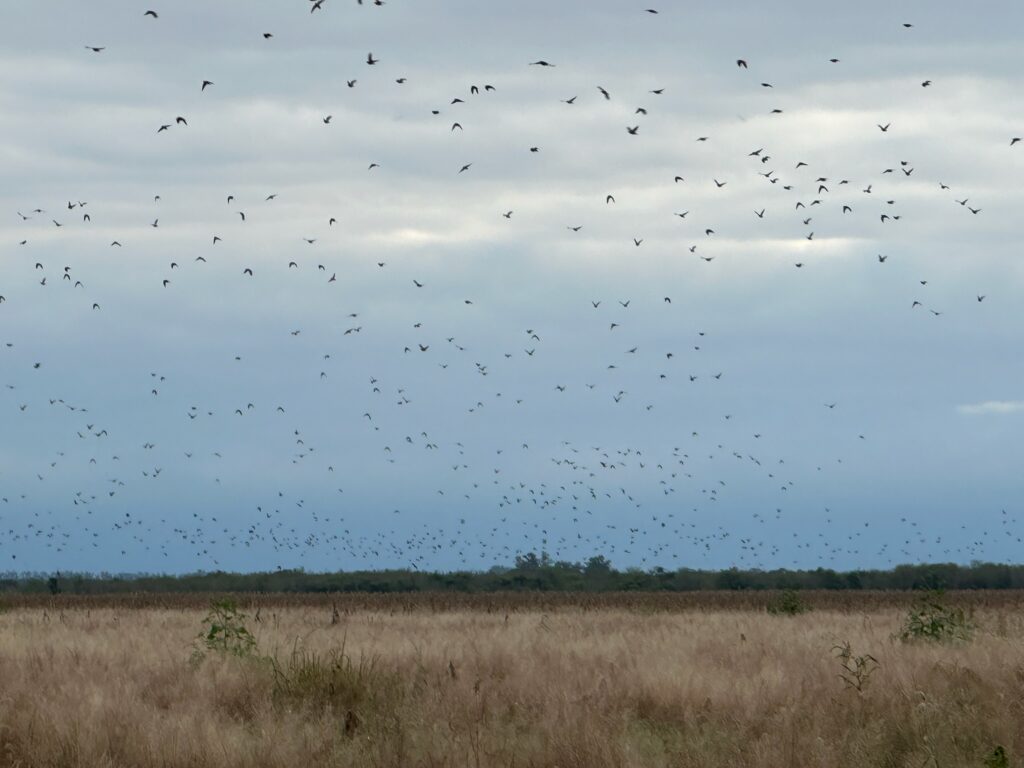 Doves flying across a field in Argentina