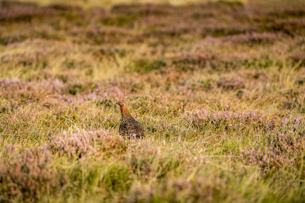 Male grouse amongst heather