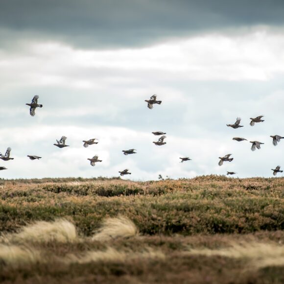 Grouse flying over a Yorkshire moor